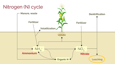 Illustration of the nitrogen cycle showing how manure and fertlizer convert to ammonium that is taken up by a plant and how overfertilization converts N to nitrate and can cause leaeching.